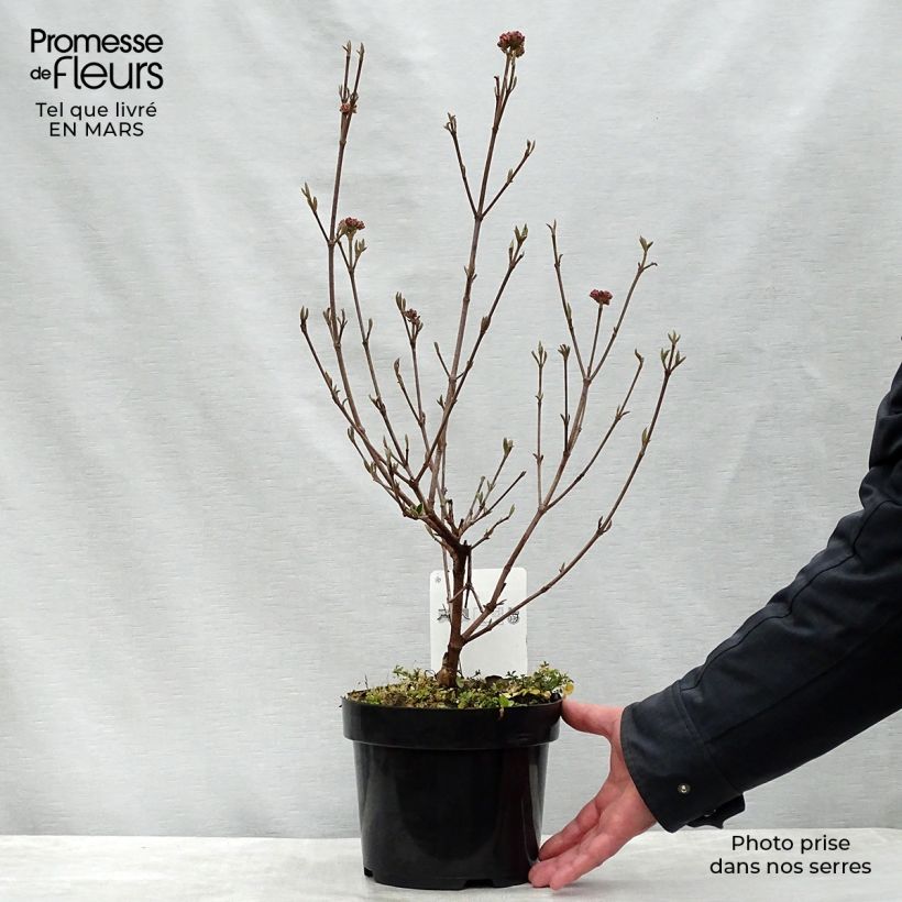Example of Oster-Schneeball Ann Russell - Viburnum burkwoodii Topf mit 3L/4L as you get in printemps