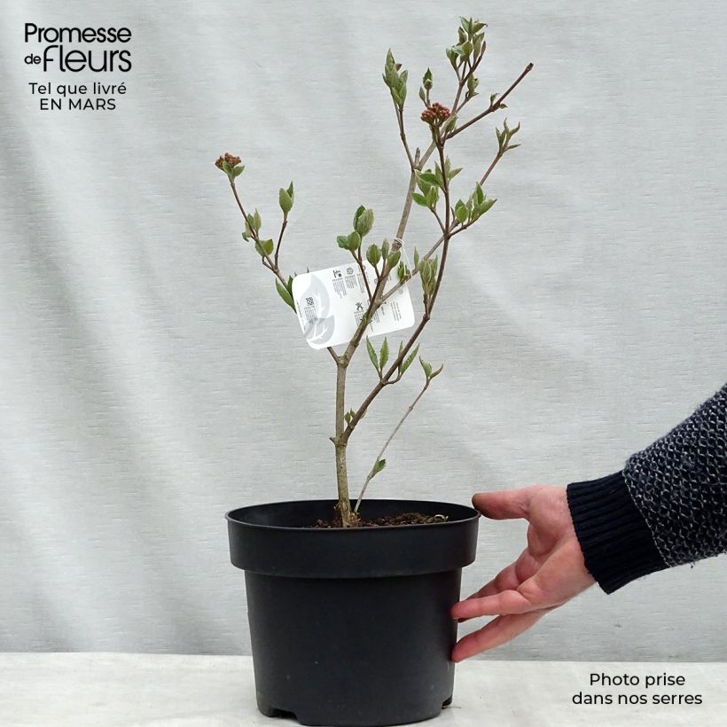 Exemplar von Koreanischer Duft-Schneeball Caprifoliaceae - Viburnum carlesii Topf mit 4L/5L wie im Winter geliefert