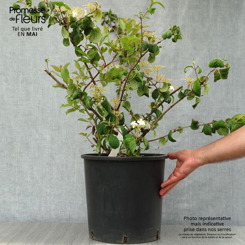 Exemplar von Japanischer Schneeball Mariesii - Viburnum plicatum Topf mit 12L/15L wie im Frühjahr geliefert