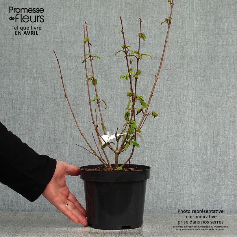 Example of Japanischer Schneeball Tomentosum - Viburnum plicatum Topf mit 2L/3L as you get in printemps
