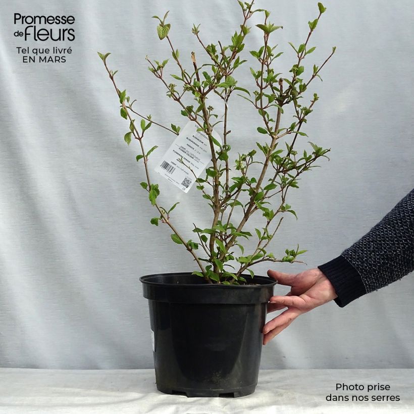 Example of Japanischer Schneeball Tomentosum - Viburnum plicatum Topf mit 7,5L/10L as you get in printemps