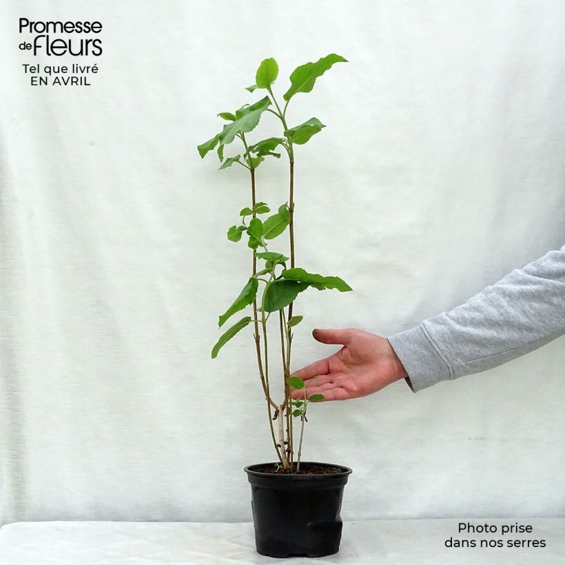 Example of Wolliger Schneeball - Viburnum lantana Topf mit 1,5L/2L as you get in printemps