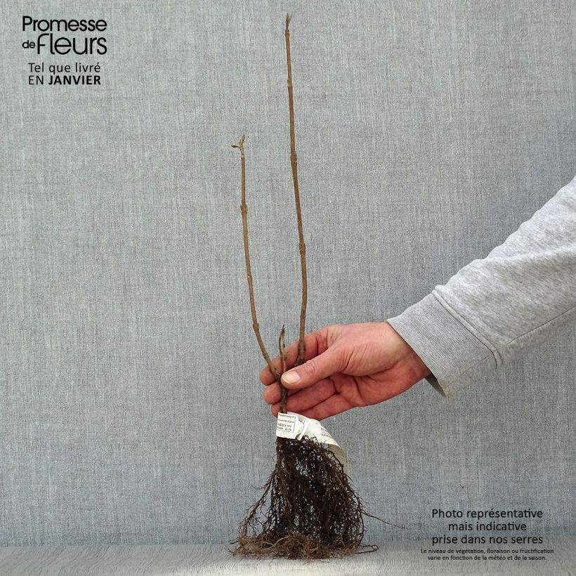 Example of Wolliger Schneeball - Viburnum lantana Wurzelnackt as you get in hiver