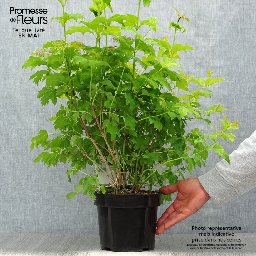 Exemplar von Gewöhnlicher Schneeball Park Harvest - Viburnum opulus Topf mit 2L/3L wie im Frühjahr geliefert