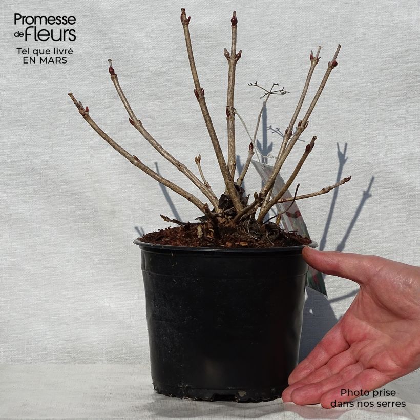 Exemplar von Gewöhnlicher Schneeball Compactum - Viburnum opulus Kleine Töpfe von 8/9 cm wie im Frühjahr geliefert