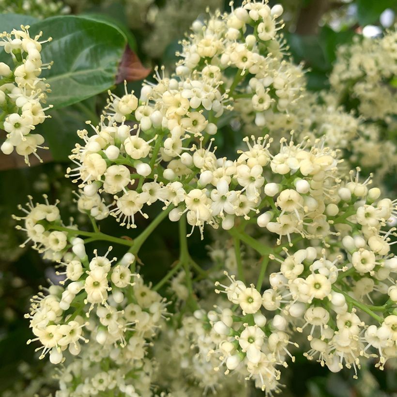 Duftender Schneeball - Viburnum odoratissimum (Blüte)