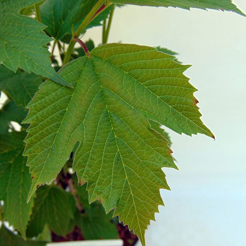 Amerikanischer Schneeball Bailey Compact - Viburnum trilobum (Foliage)