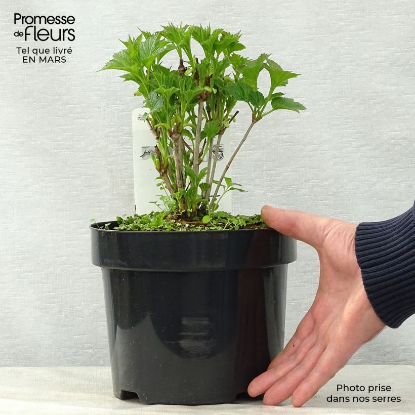 Example of Amerikanischer Schneeball Bailey Compact - Viburnum trilobum Topf mit 3L/4L as you get in printemps