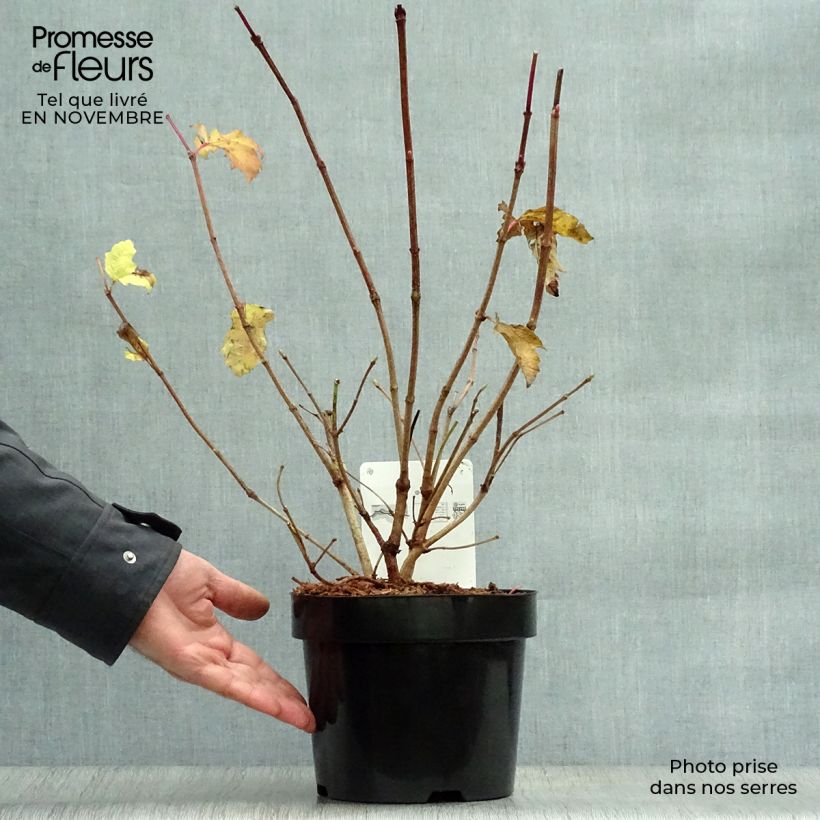 Exemplar von Amerikanischer Schneeball Wentworth - Viburnum trilobum Topf mit 3L/4L wie im Herbst geliefert