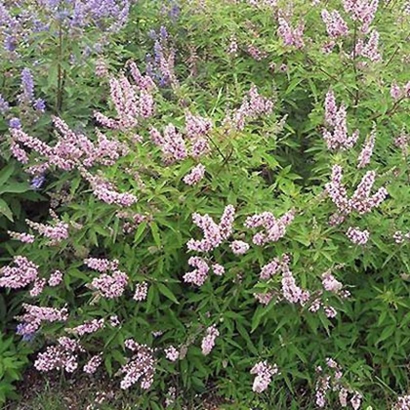 Vitex agnus-castus Pink Pinnacle - Keuschbaum (Wuchs)