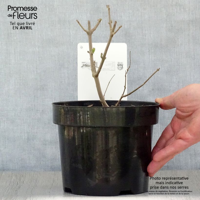 Example of Vitex agnus-castus Albus - Keuschbaum Topf mit 3L/4L as you get in printemps