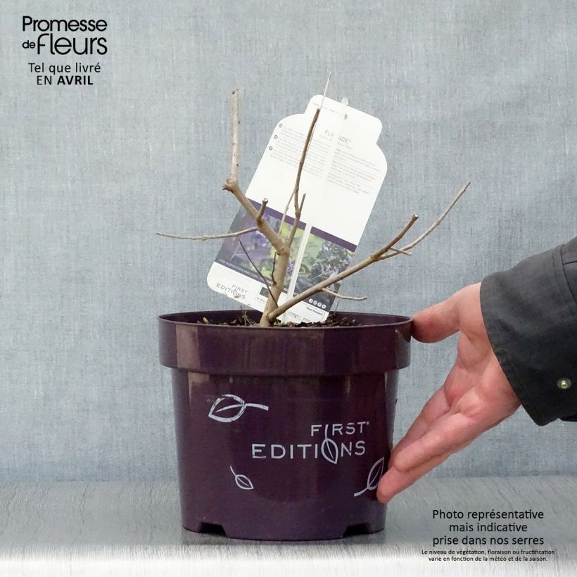 Example of Vitex agnus-castus Flip Side - Keuschbaum Topf mit 3L/4L as you get in printemps