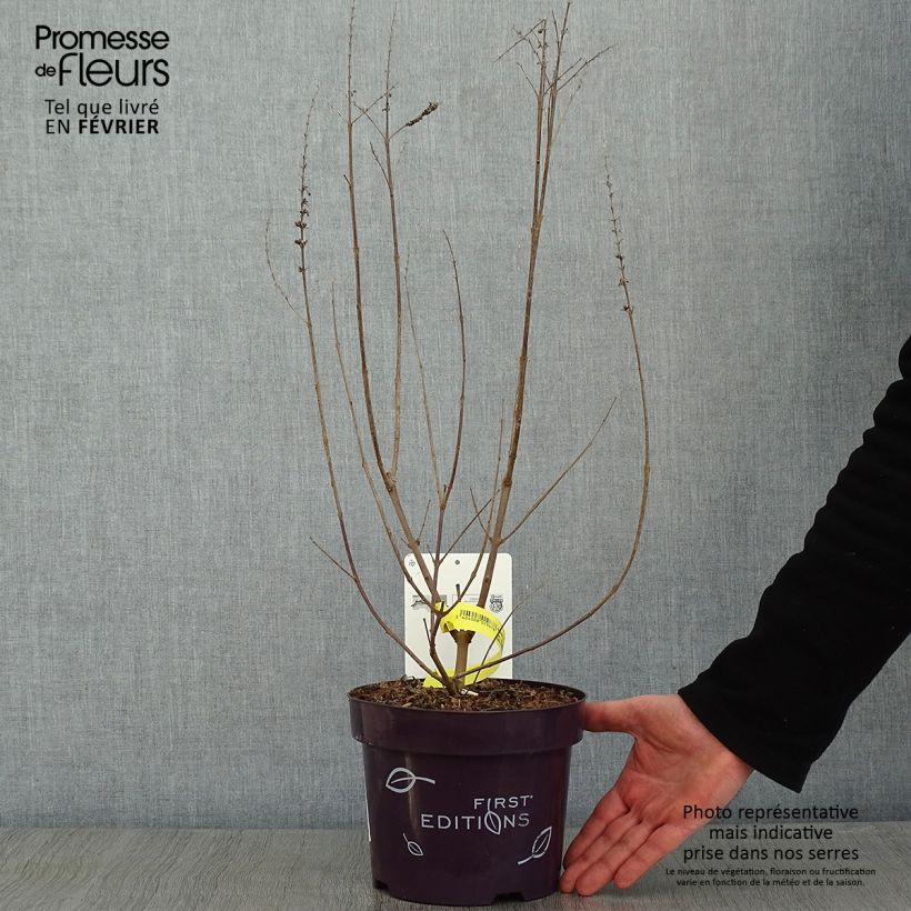 Exemplar von Vitex agnus-castus Galactic Pink - Gattilier Pot de 3L/4L wie im Winter geliefert