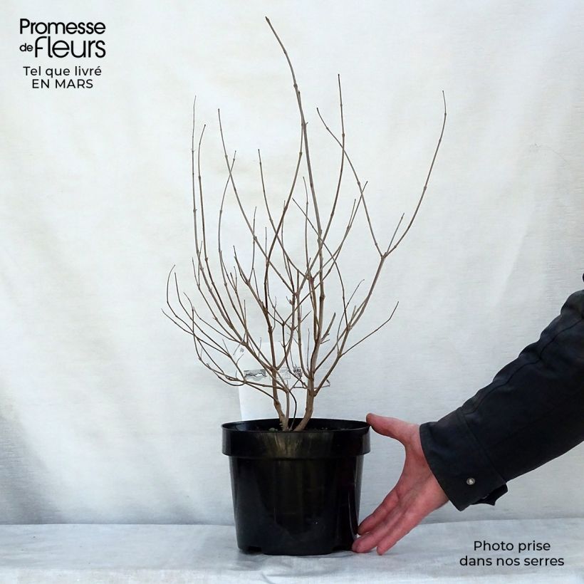 Exemplar von Vitex agnus-castus Pink Pinnacle - Keuschbaum Topf mit 3L/4L wie im Frühjahr geliefert