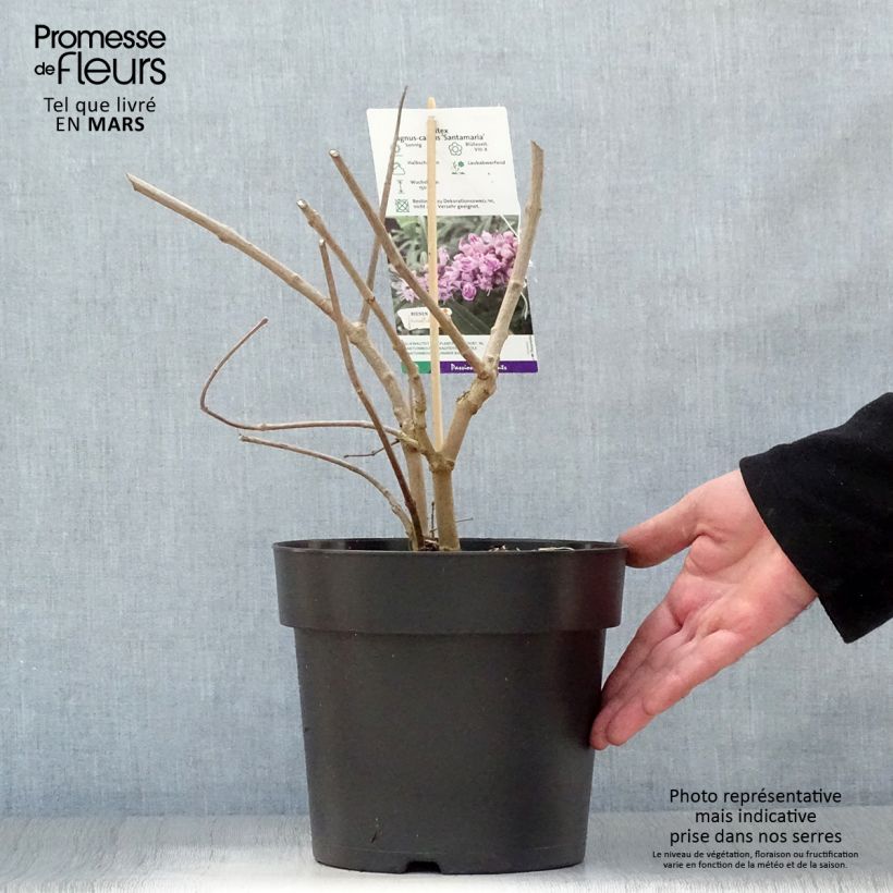 Exemplar von Vitex agnus-castus Santamaria - Keuschbaum Topf mit 3L/4L wie im Frühjahr geliefert