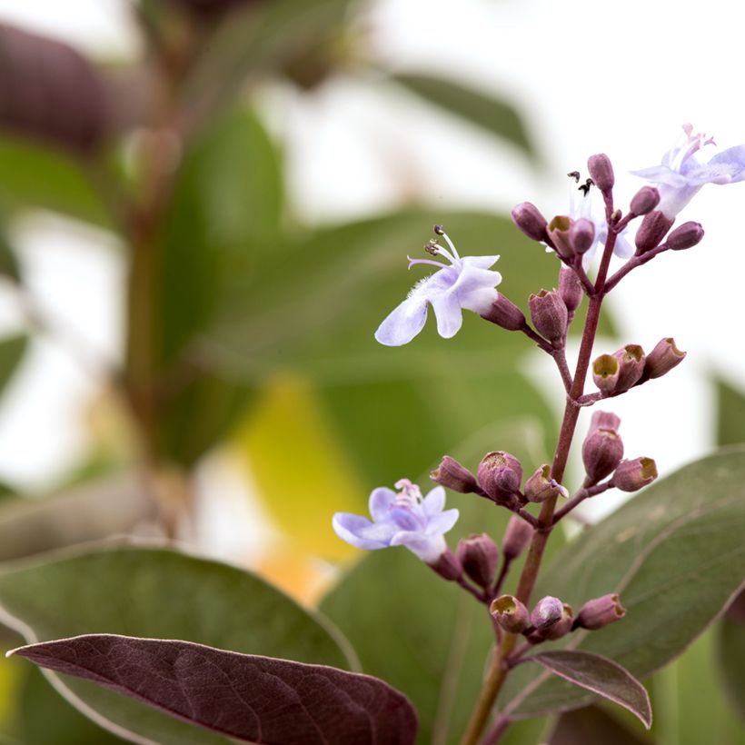 Vitex trifolia Purpurea (Blüte)