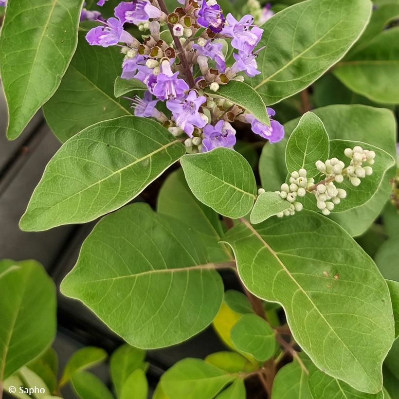 Vitex agnus-castus Chicagoland Blues - Keuschbaum (Laub)