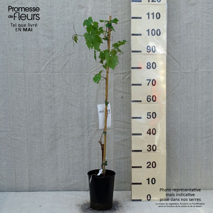 Example of Weinrebe Cabernet Sauvignon Topf mit 1L/1,5L as you get in printemps