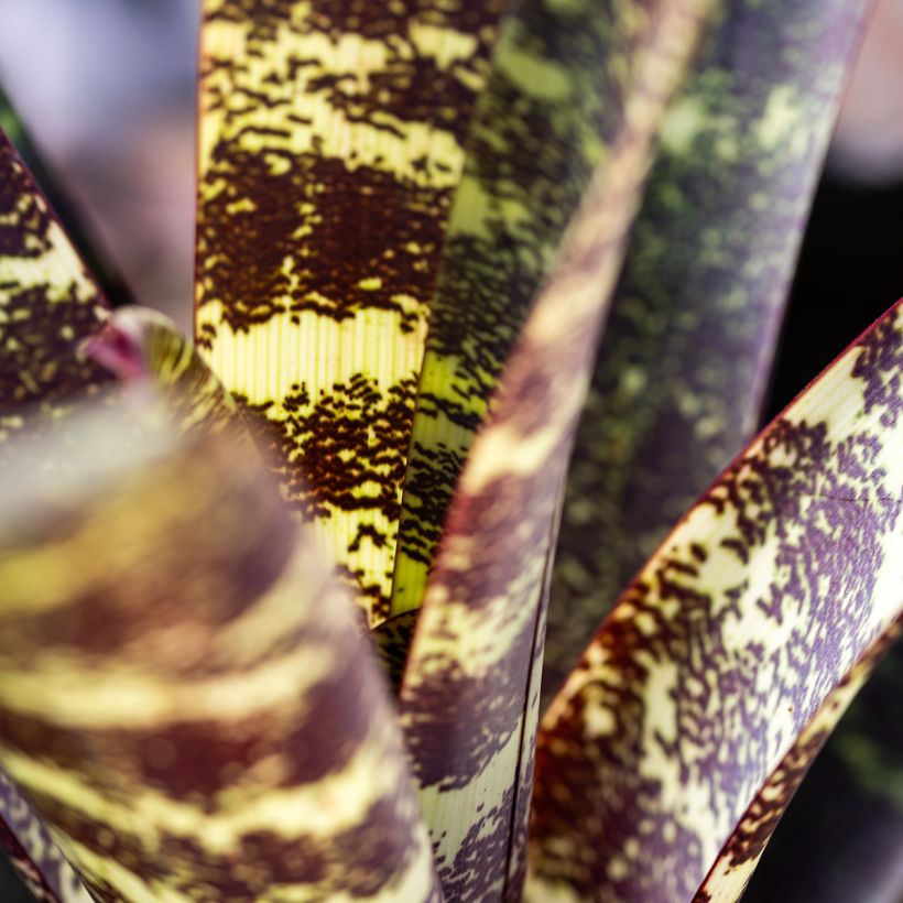 Vriesea Splendide- Bromelie (Foliage)