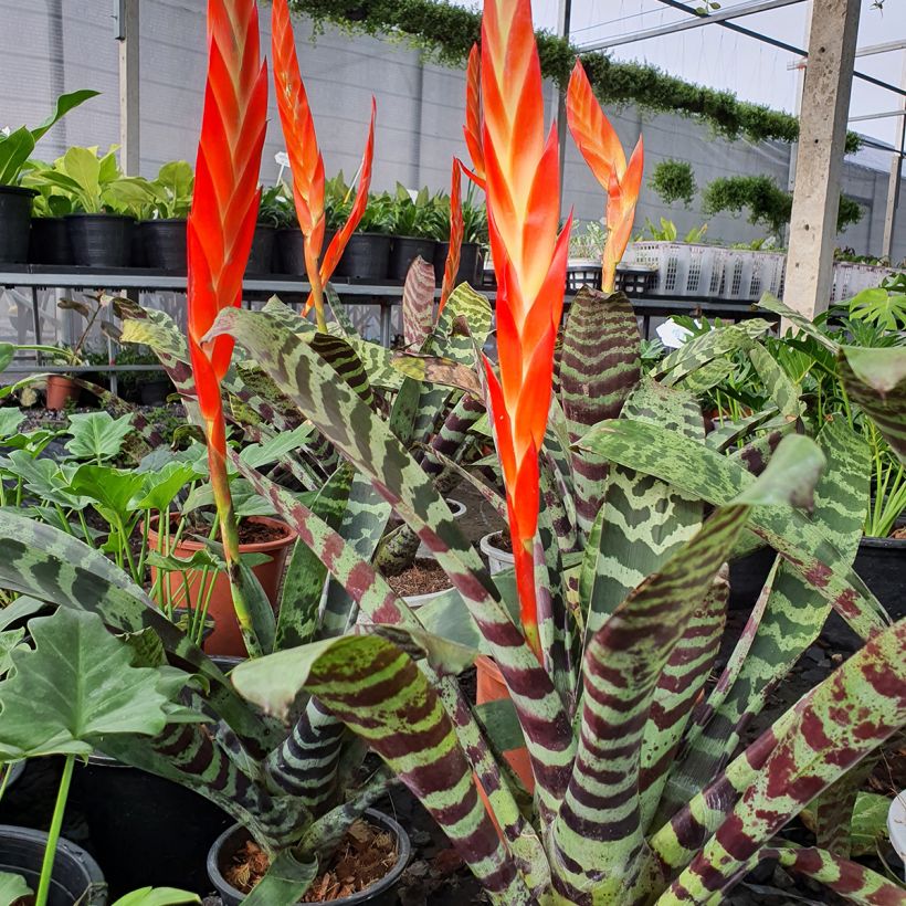 Vriesea Splendide- Bromelie (Plant habit)