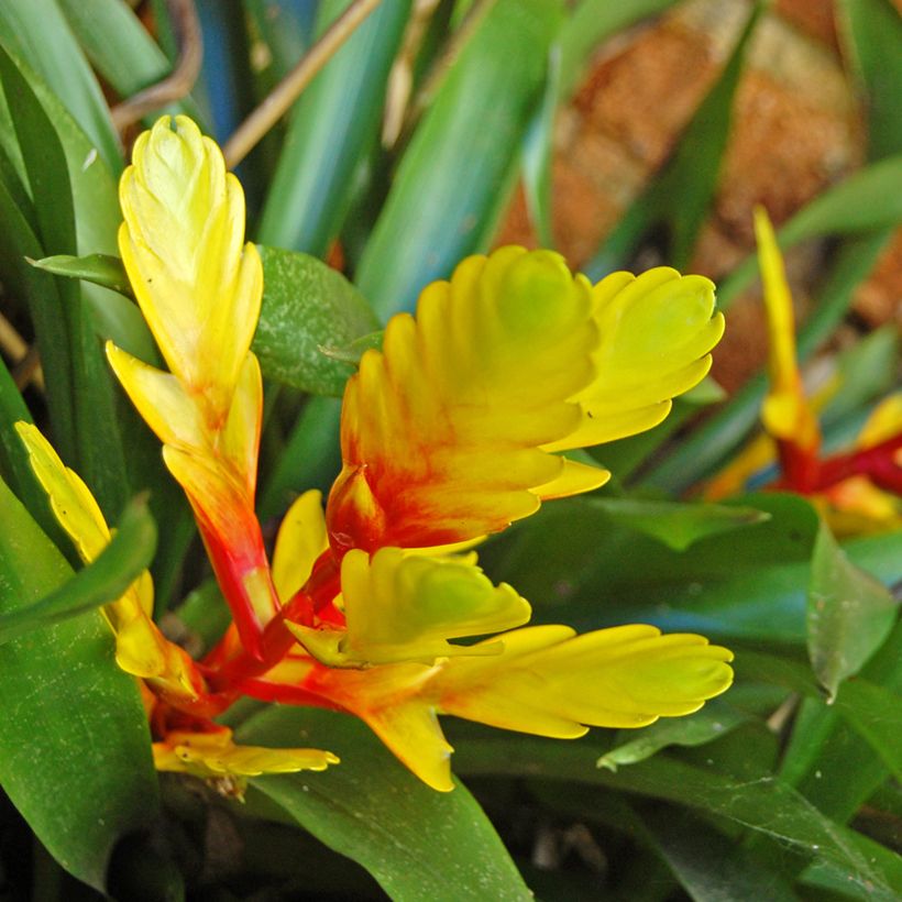 Vriesea Delphinus - Flammendes schwert (Blüte)
