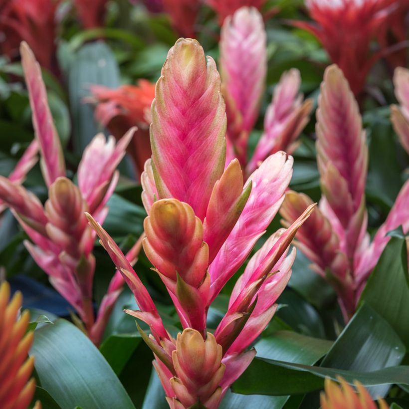 Vriesea Madonna - Flammendes schwert (Flowering)