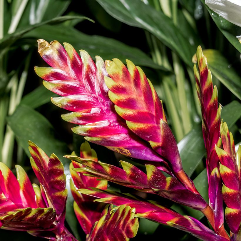 Vriesea Vogue - Flammendes schwert (Flowering)