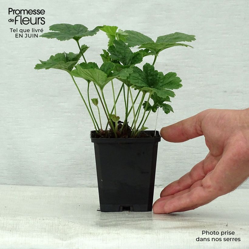Exemplar von Waldsteinia geoides - Horst-Golderdbeere Kleine Töpfe von 8/9 cm wie im Sommer geliefert