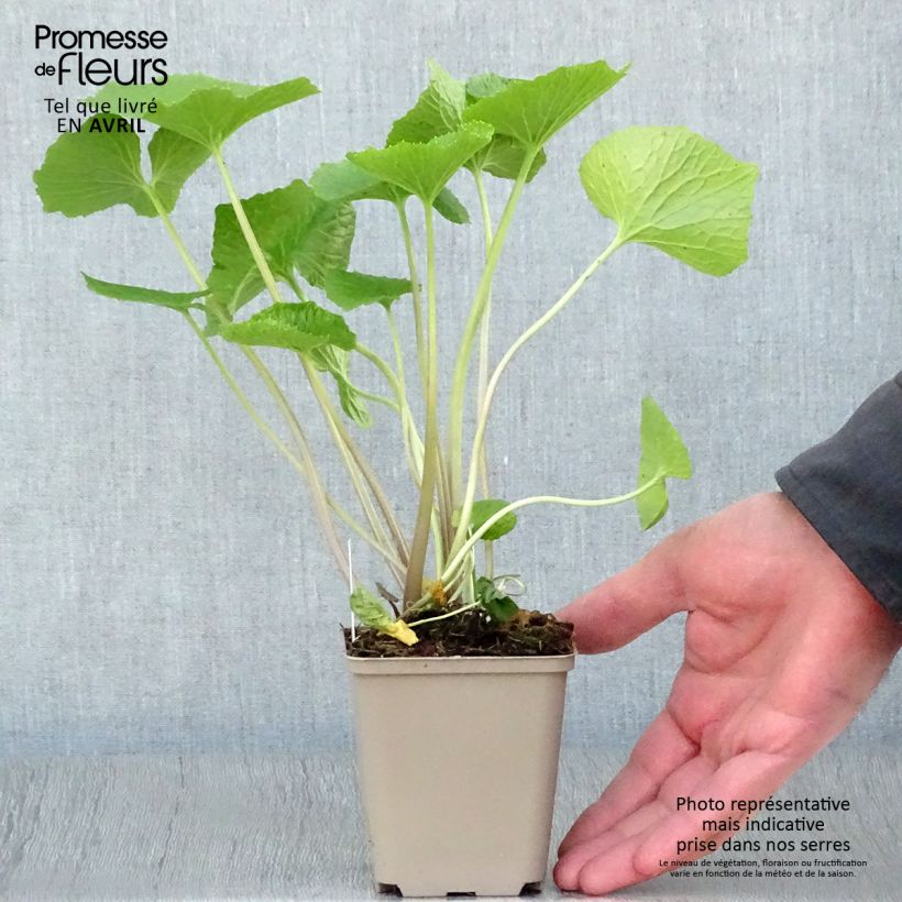 Exemplar von Wasabi - Eutrema japonica Kleine Töpfe von 8/9 cm wie im Frühjahr geliefert