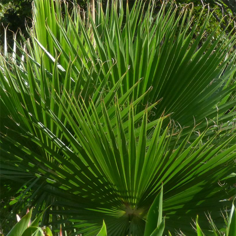 Washingtonia robusta - Fächerpalme (Foliage)