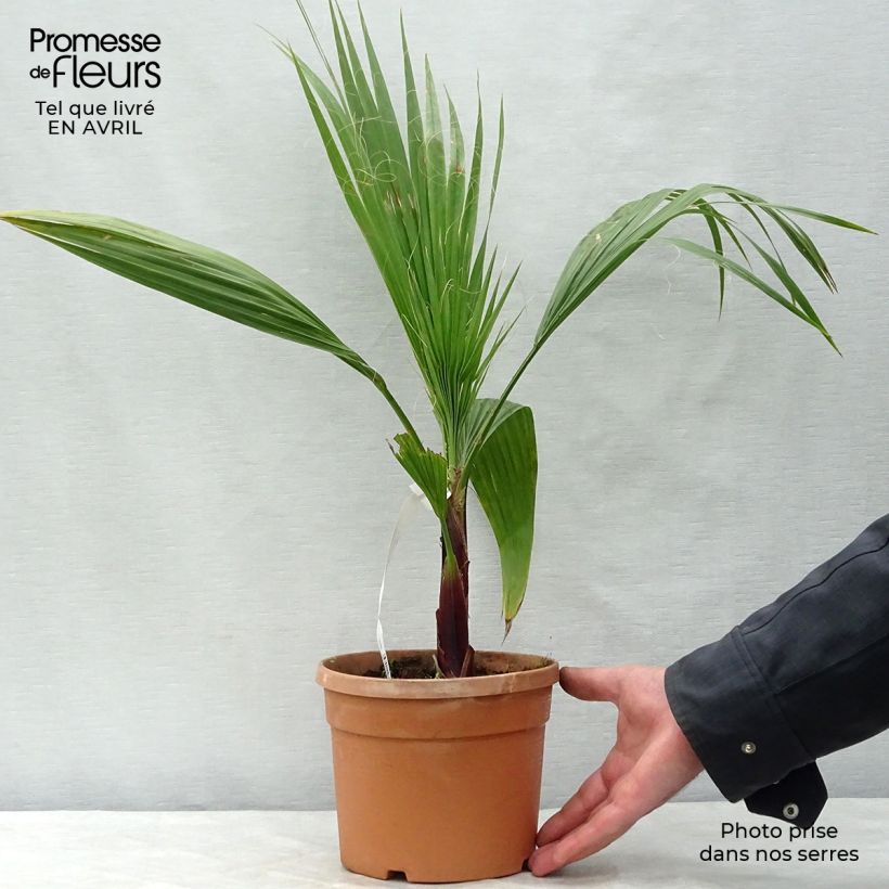 Example of Washingtonia robusta - Fächerpalme Topf mit 2L/3L as you get in printemps