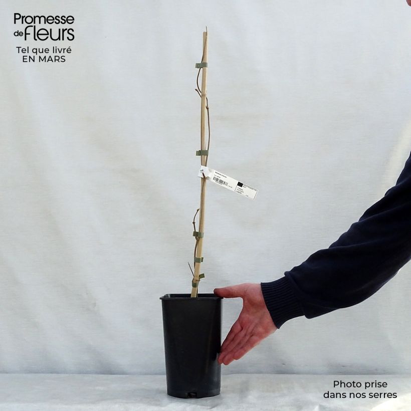 Example of Dregea sinensis - Watakakaschlinge Topf mit 2L/3L as you get in printemps