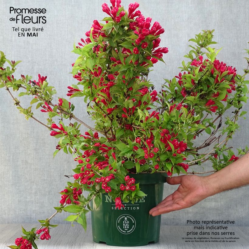 Example of Weigela All Summer Red Topf mit 7,5L/10L as you get in printemps