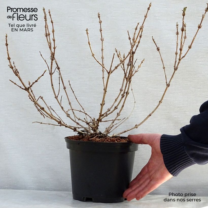 Example of Weigela Black and White Topf mit 3L/4L as you get in printemps