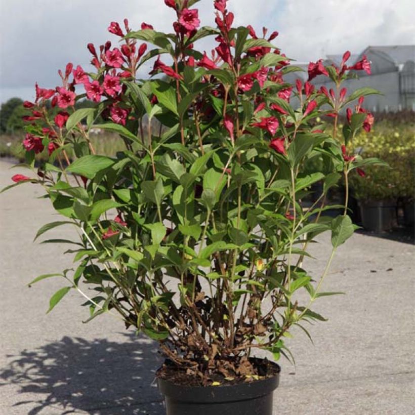Weigela Bristol Ruby (Wuchs)