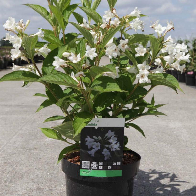 Weigela Candida (Wuchs)