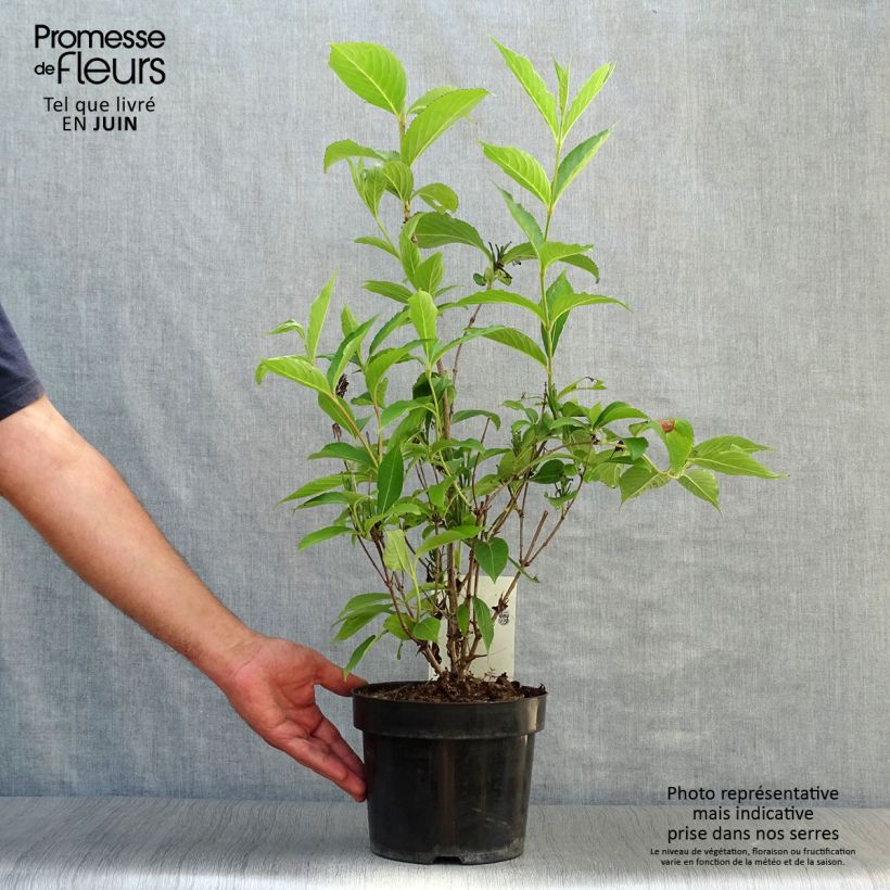Exemplar von Weigela Candida Topf mit 3L/4L wie im Sommer geliefert