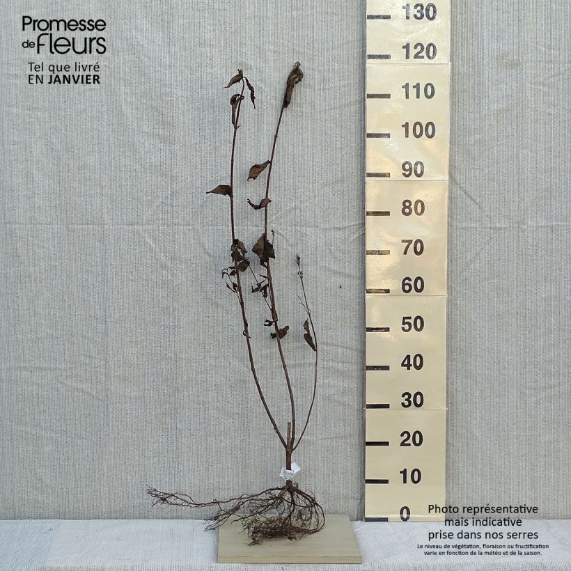 Exemplar von Weigela Bristol Ruby Wurzelnackt wie im Winter geliefert