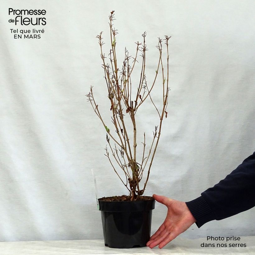 Example of Weigela florida Milk and Honey Topf mit 2L/3L as you get in printemps