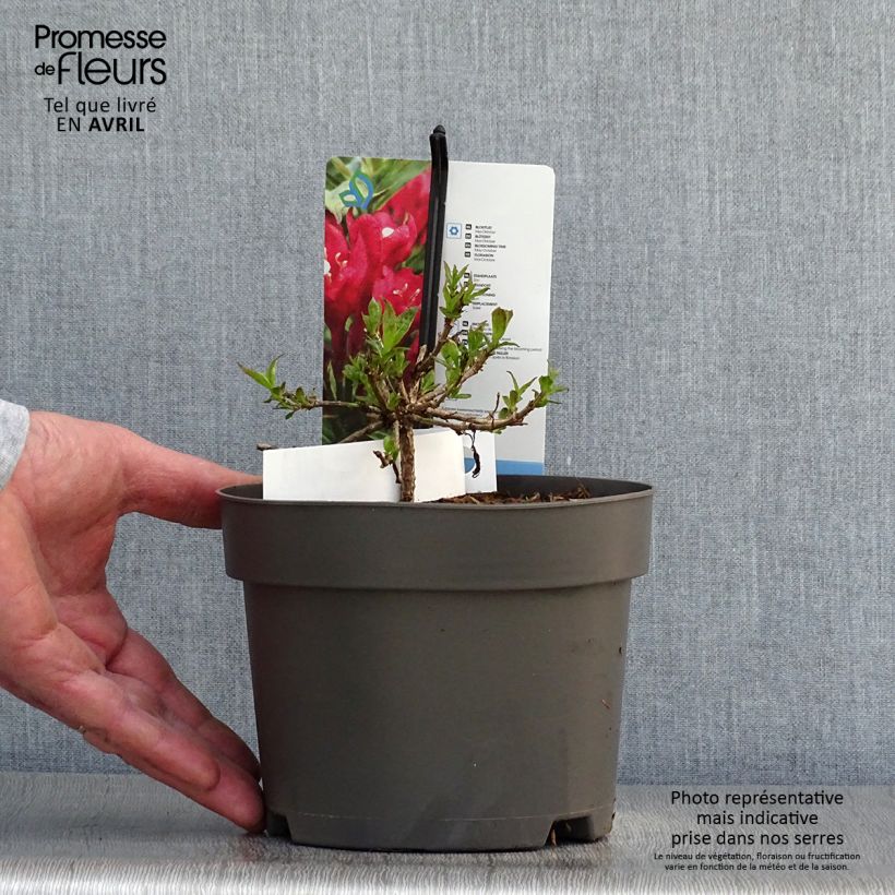 Exemplar von Weigela Picobella Rosso Topf mit 2L/3L wie im Frühjahr geliefert