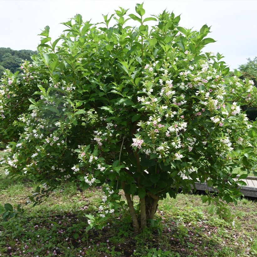 Weigela Snowflake (Wuchs)
