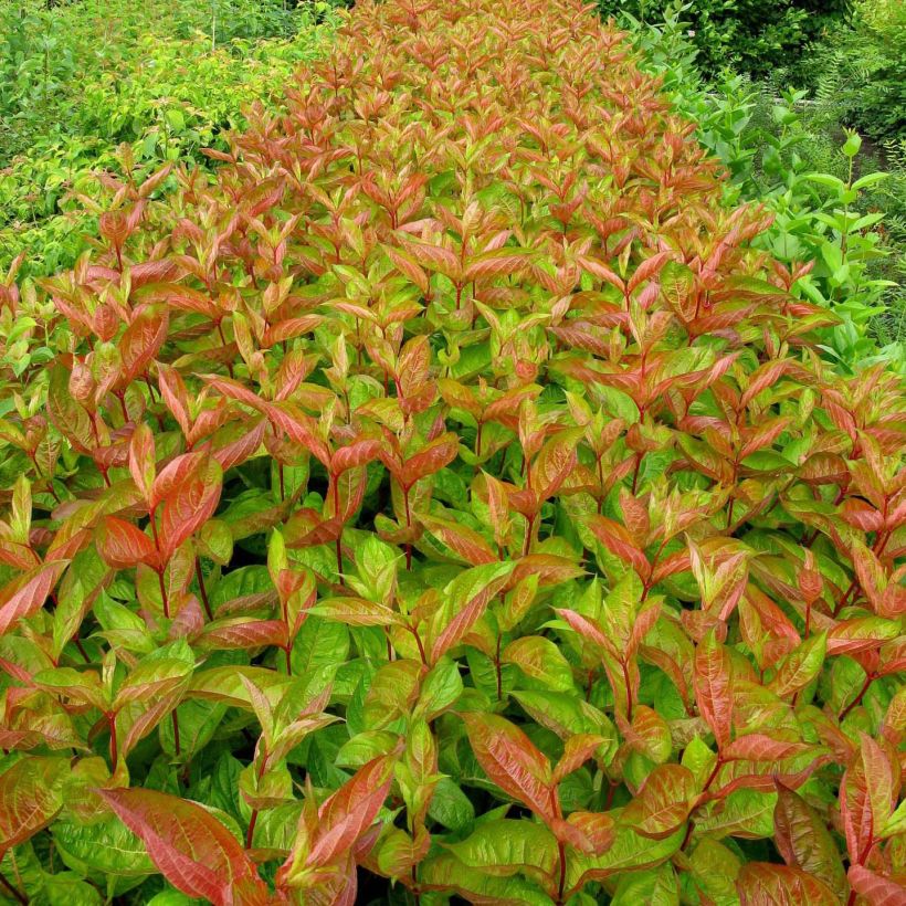 Weigela Wings of Fire (Foliage)