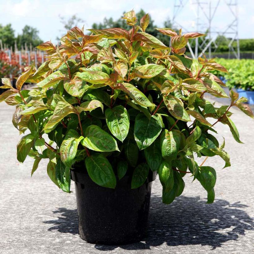 Weigela Wings of Fire (Plant habit)