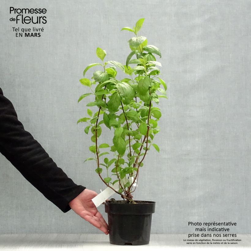 Example of Weigela Wings of Fire Topf mit 3L/4L as you get in printemps