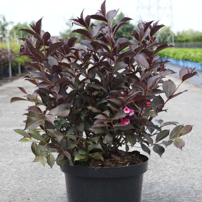 Weigela Alexandra (Wuchs)