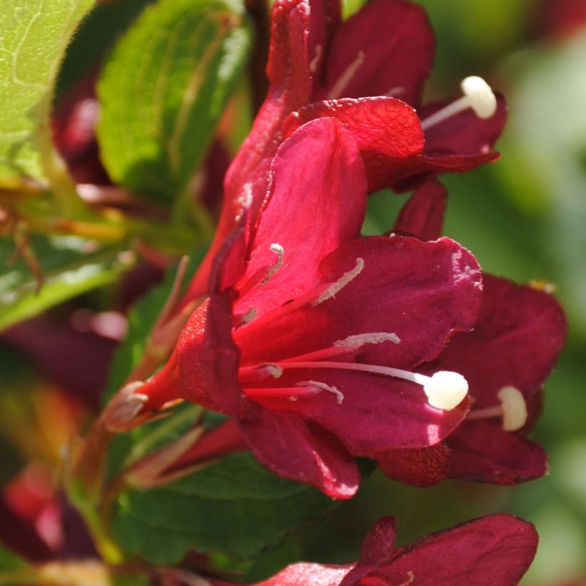 Weigela Cherry Lace (Blüte)
