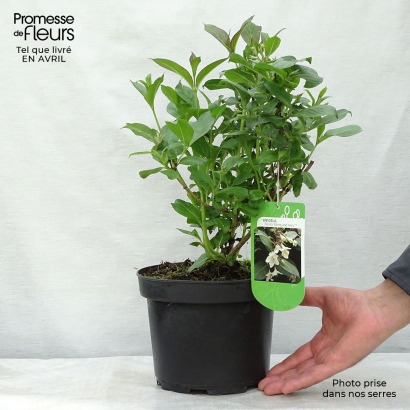 Example of Weigela Ebony and Ivory Topf mit 3L/4L as you get in printemps