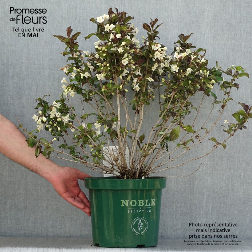Example of Weigela Ebony and Ivory Topf mit 7,5L/10L as you get in printemps