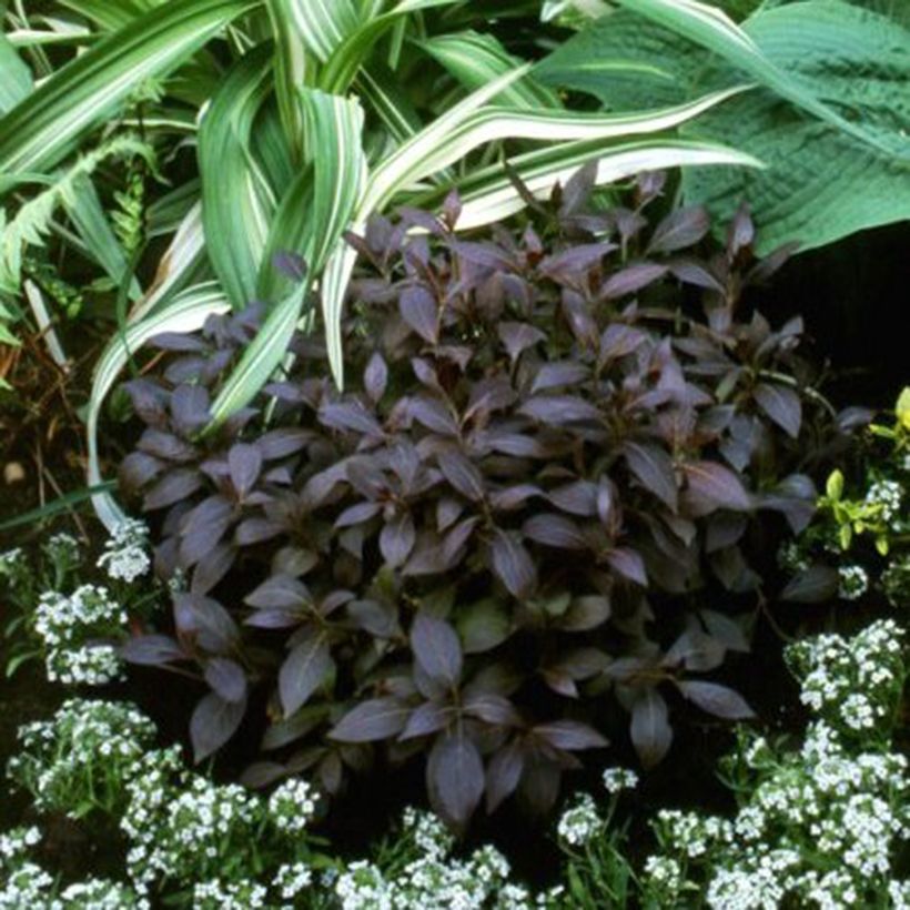 Weigela florida Midnight Wine (Wuchs)