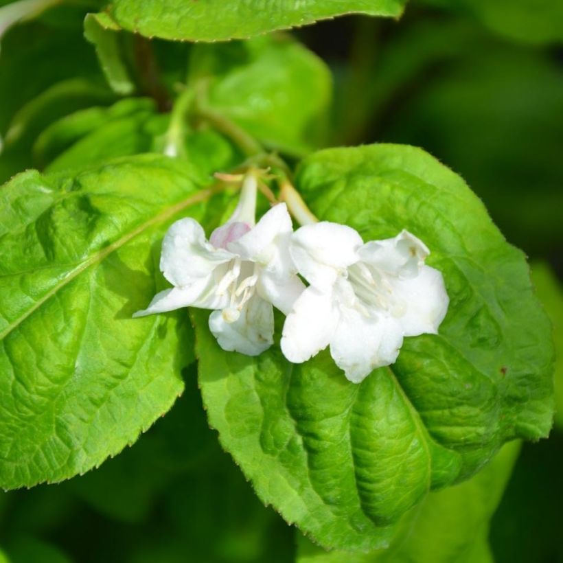 Weigela Lime Monster (Blüte)